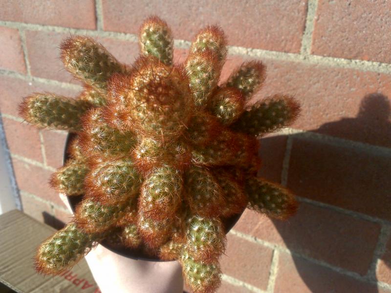 Mammilaria Elongata 02/01/2013