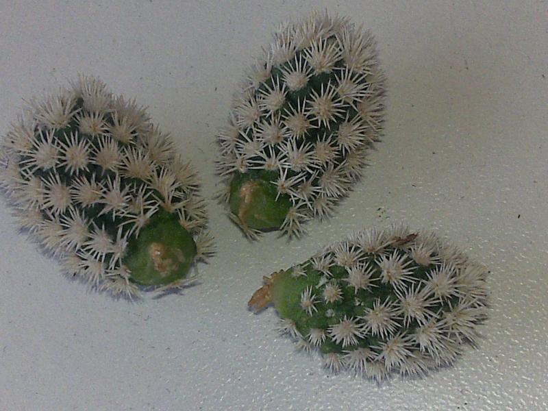 mammilaria gracilis cv.arizona snowcup