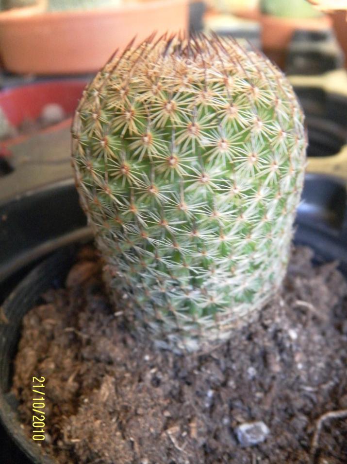 mammilaria mutadae