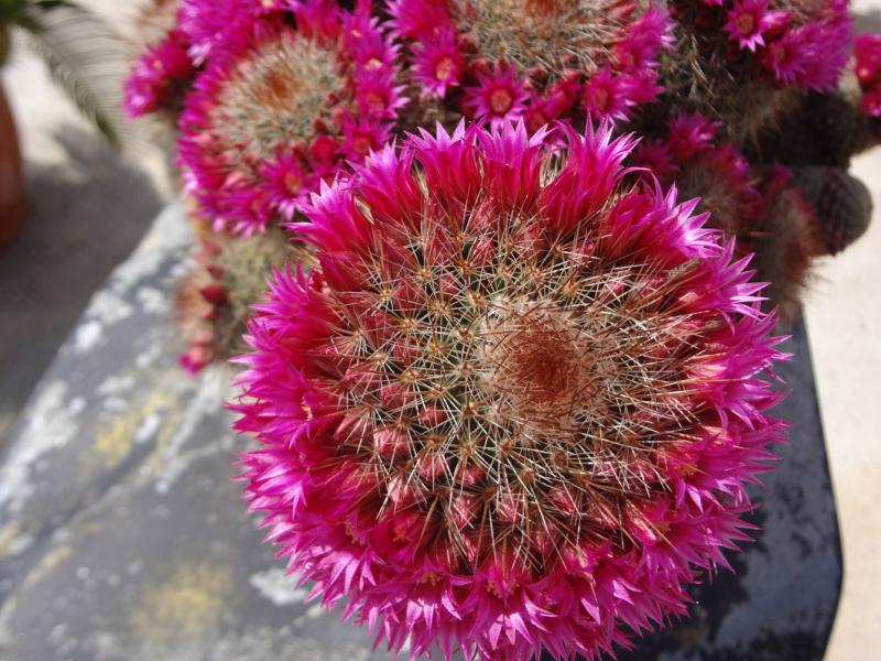 mammilaria