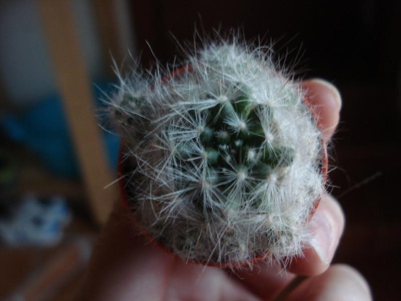 Mammillaria bocasana