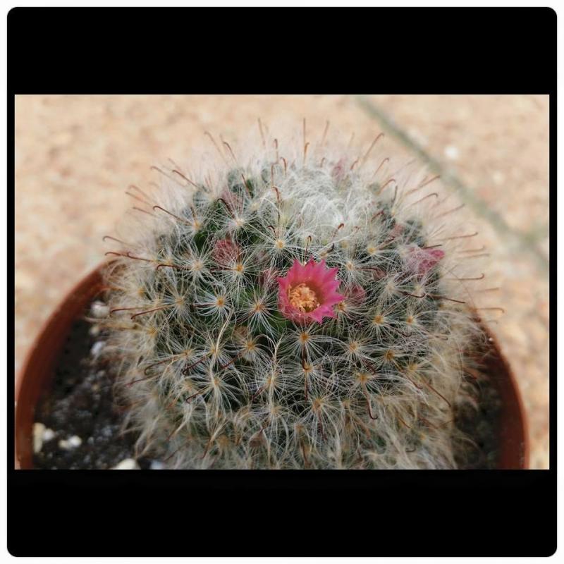 Mammillaria bocasana