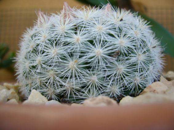 mammillaria candida