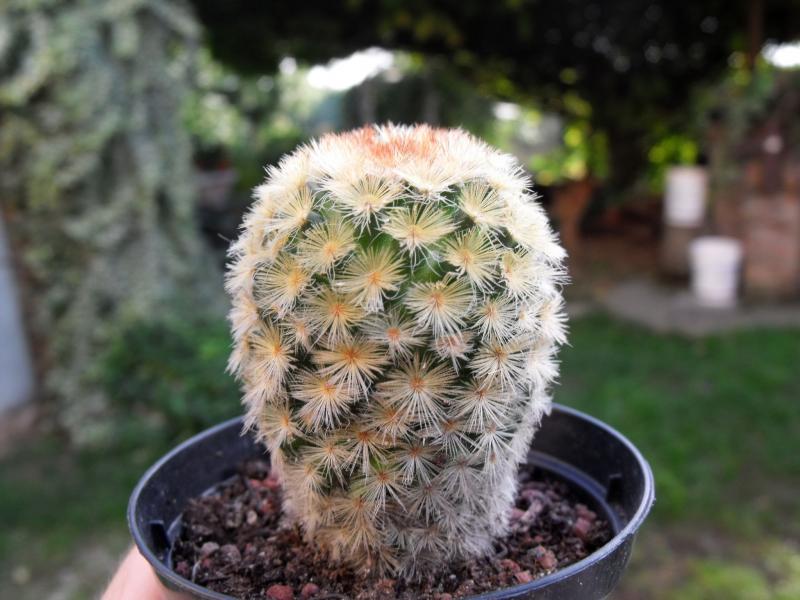 Mammillaria carmenae