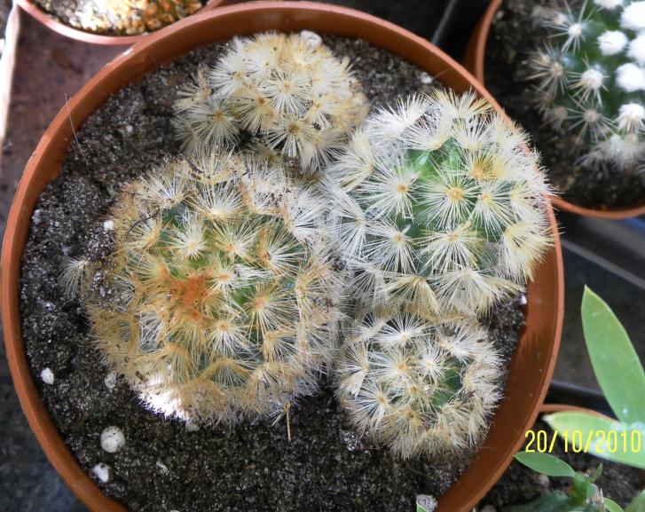 Mammillaria carmenae