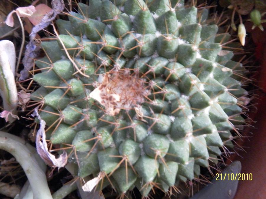 mammillaria compressa