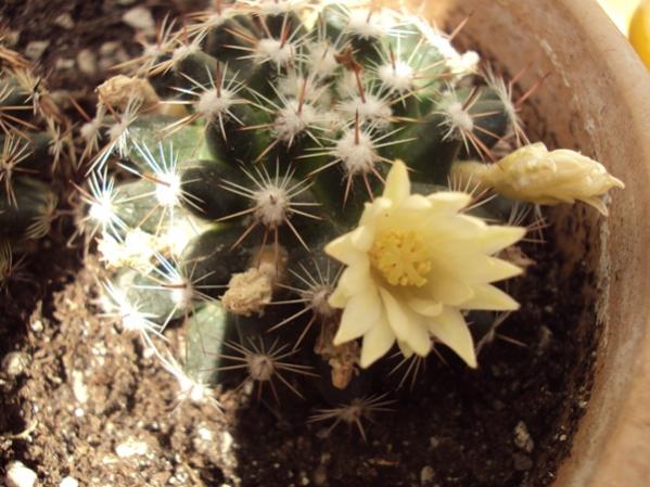 Mammillaria crocidata fiore bianco