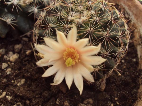 Mammillaria crocidata fiore rosa 2