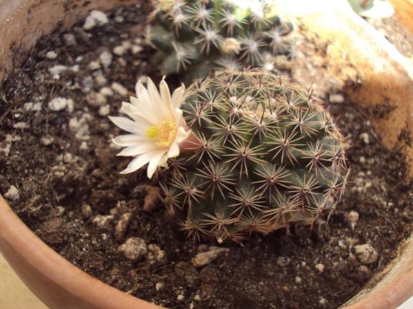 Mammillaria crocidata fiore rosa