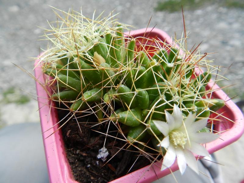 Mammillaria decipiens