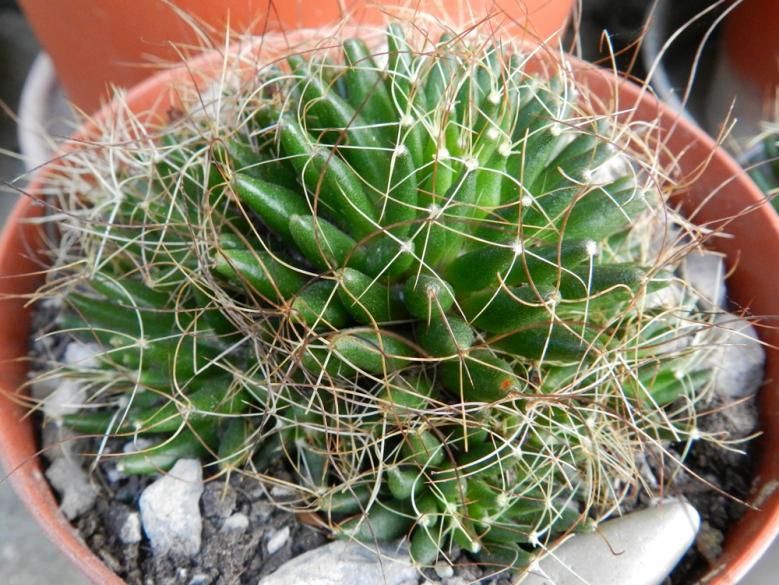 Mammillaria decipiens2