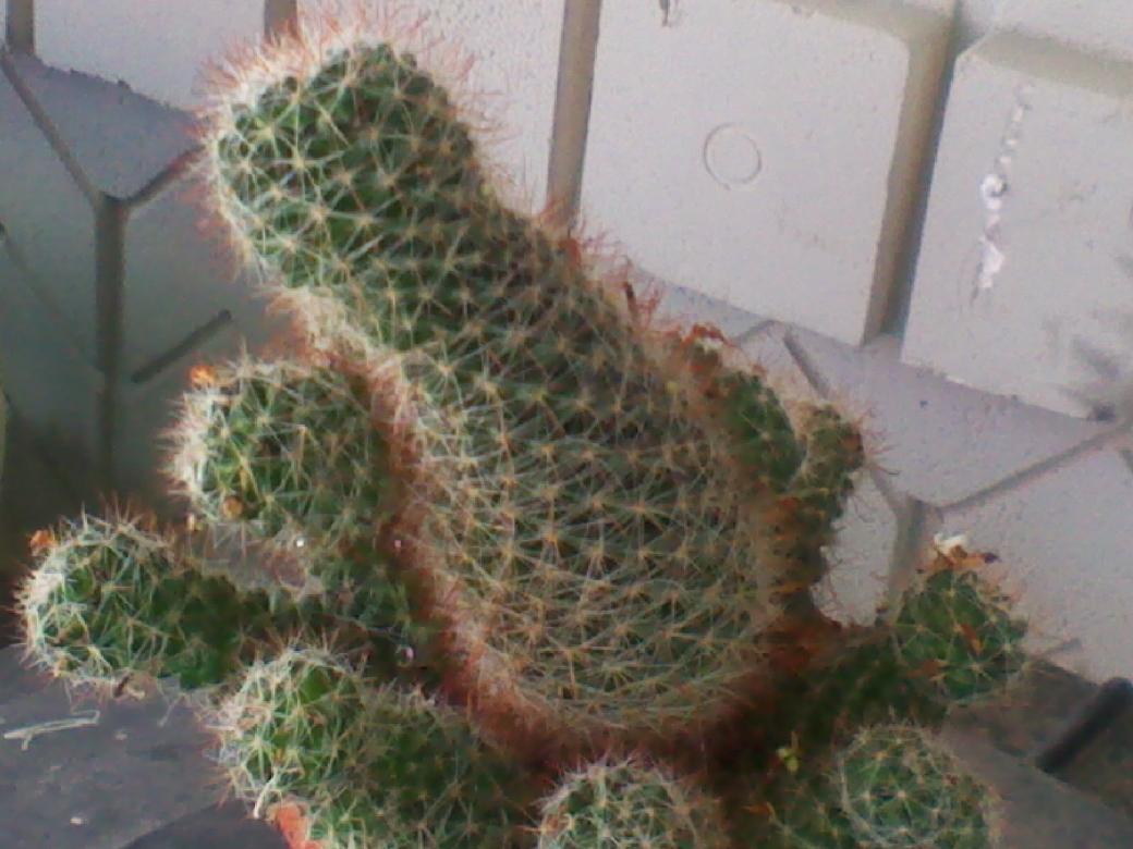 Mammillaria Elegans