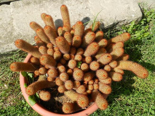 Mammillaria elongata ssp elongata