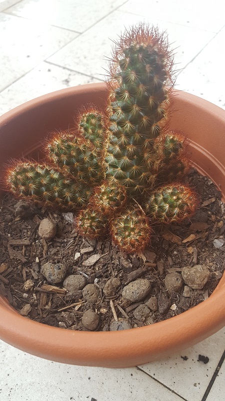 Mammillaria Elongata V. Rufocrocera