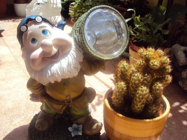 mammillaria elongata