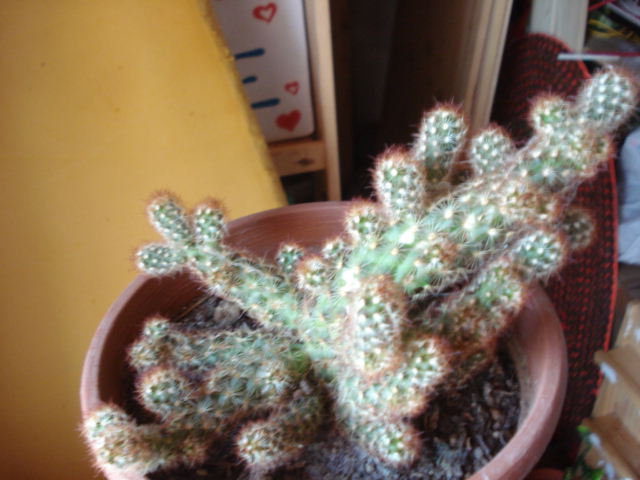 Mammillaria elongata
