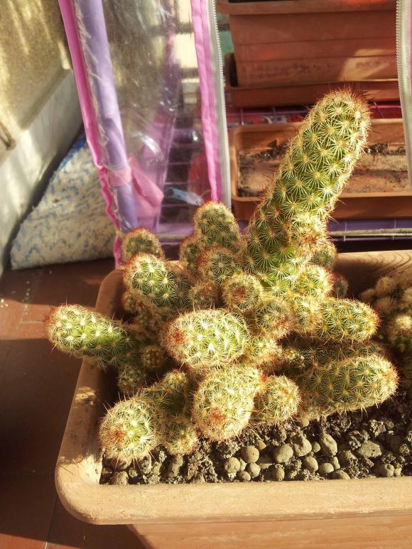 Mammillaria elongata