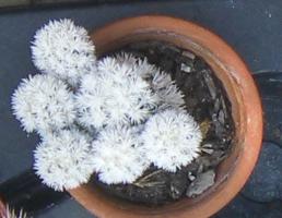 Mammillaria gracilis arizona snow