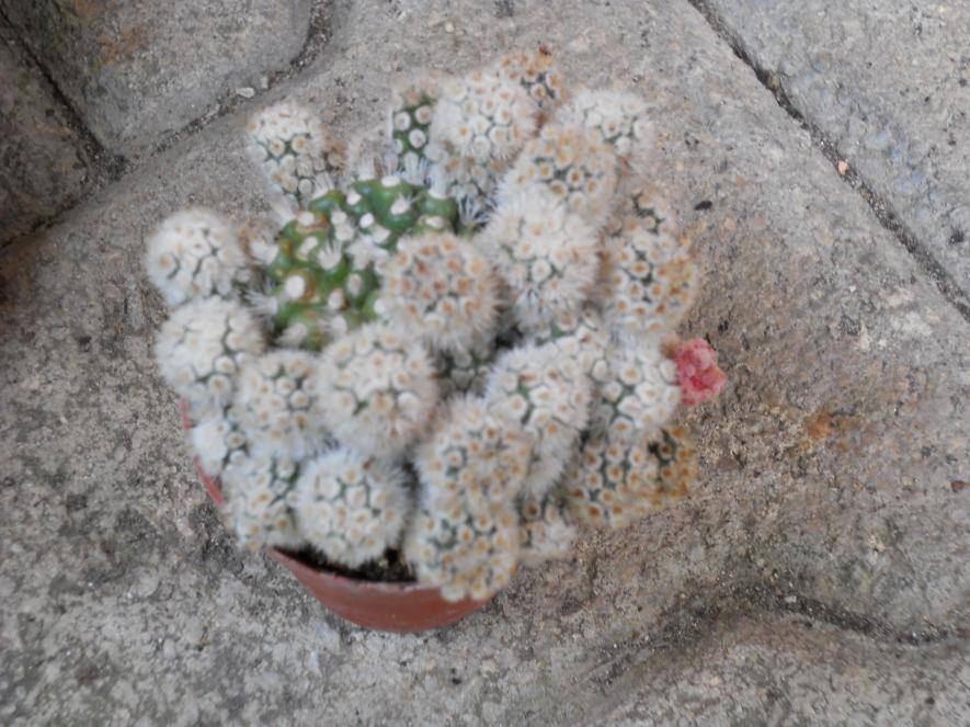 MAMMILLARIA GRACILIS MOSTRUOSA