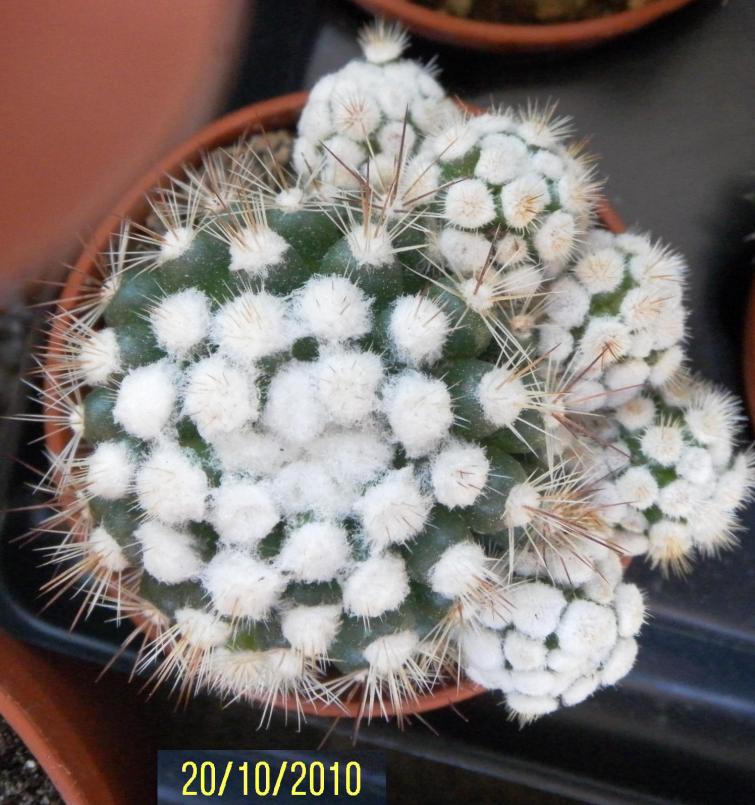 Mammillaria gracilis snow-cap