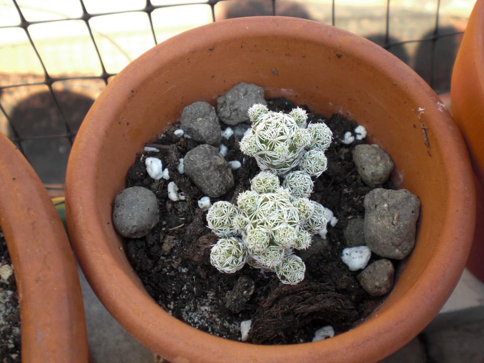 Mammillaria gracilis ssp. fragilis