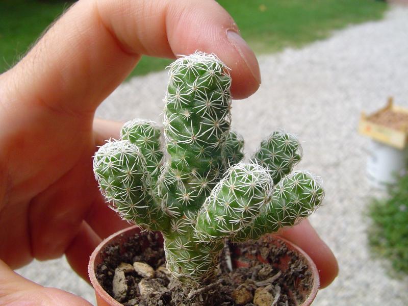 mammillaria gracilis var. fragilis

temperatura minima sopportata: -10°C