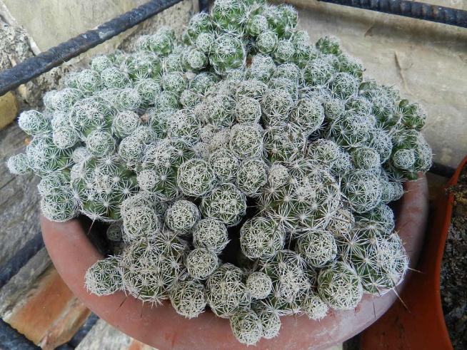 Mammillaria gracilis