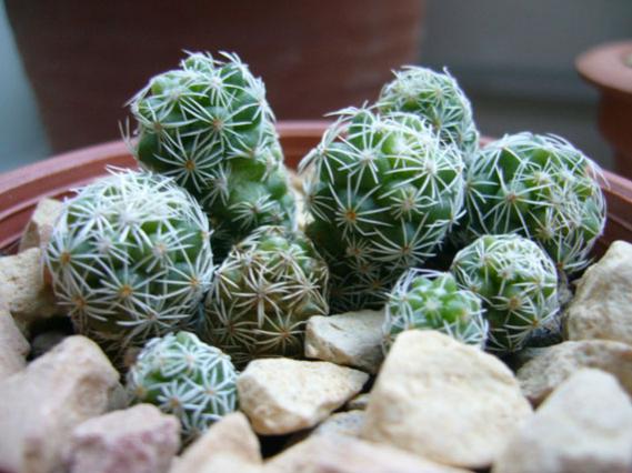 mammillaria gracilis