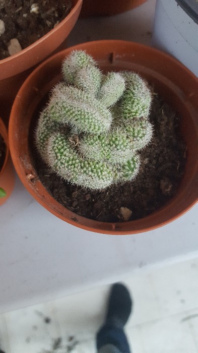 Mammillaria Haageana V. Crestata