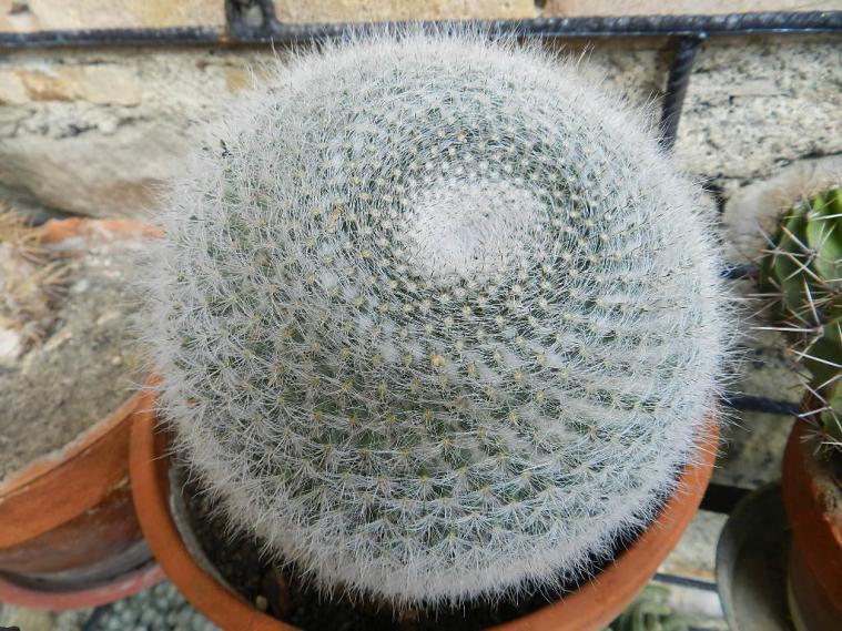 Mammillaria hahniana