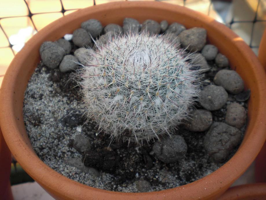 Mammillaria hahniana