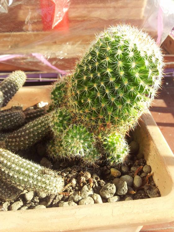 Mammillaria matudae o backebergiana