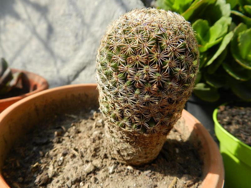 Mammillaria matudae