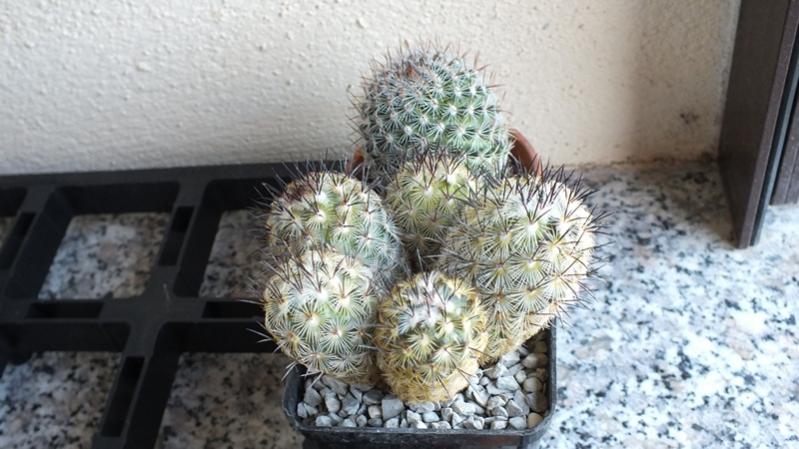 Mammillaria Microhelia (?)