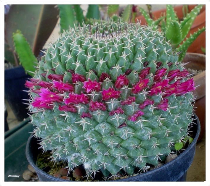 mammillaria mistax A