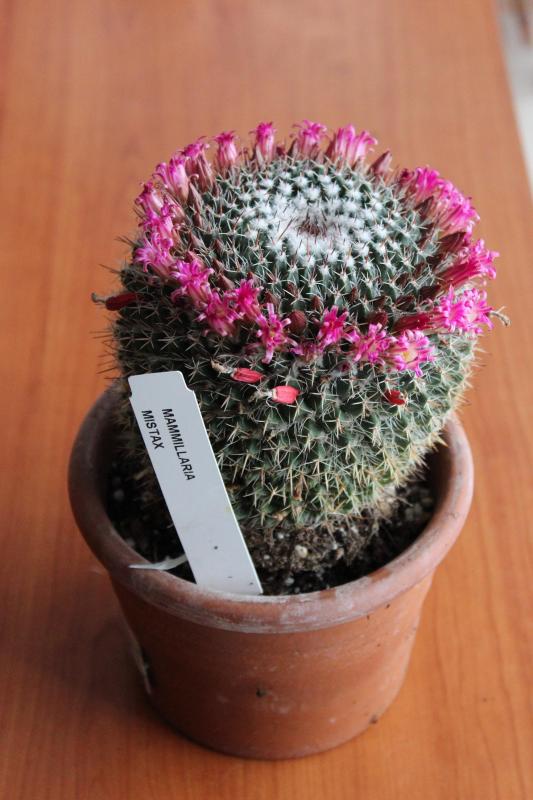 Mammillaria mystax