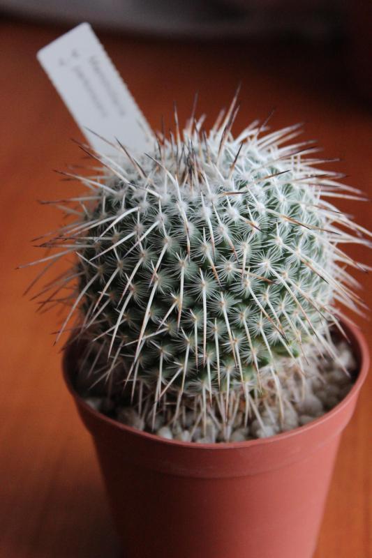 Mammillaria parkinsonii