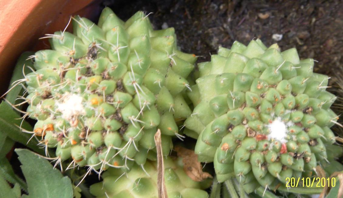 Mammillaria polythele