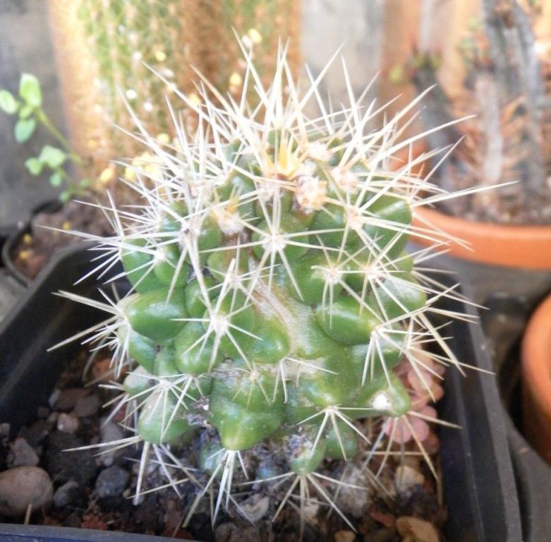 Mammillaria polythele