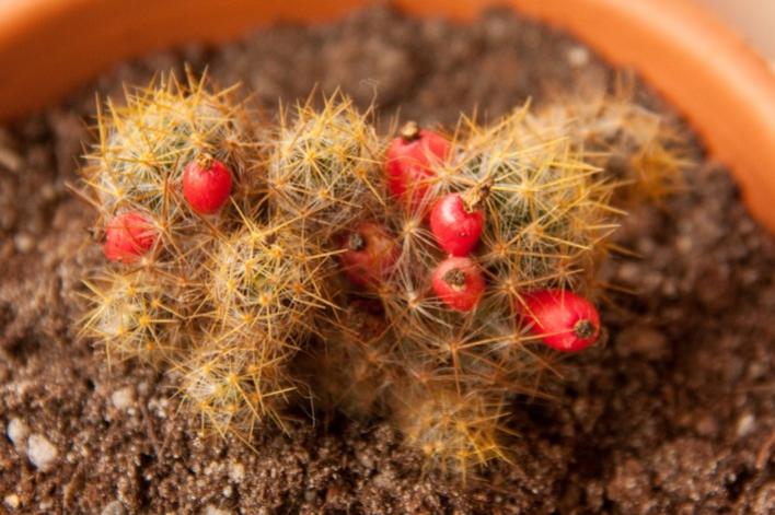 Mammillaria Prolifera