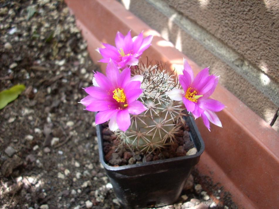 Mammillaria Schuannii