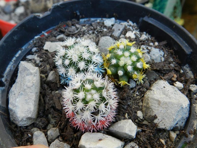 Mammillaria snow cup