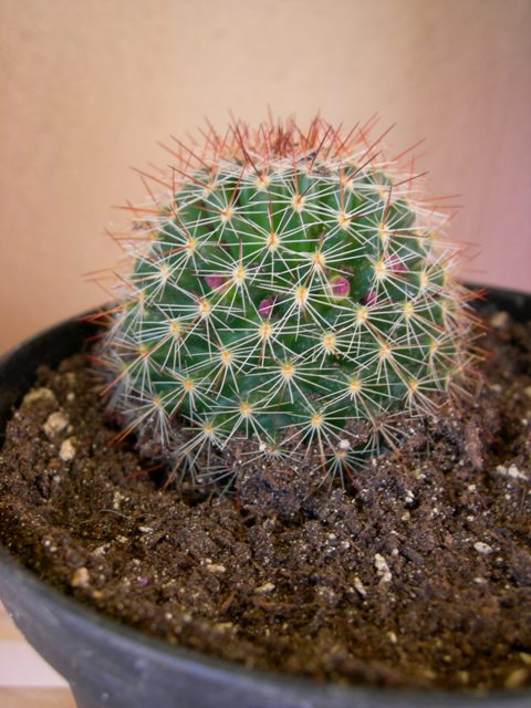 Mammillaria sp.