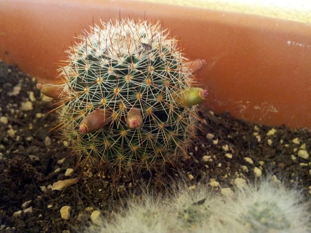 Mammillaria sp.
