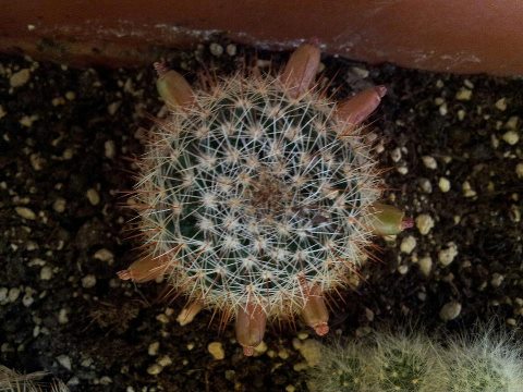 Mammillaria sp.