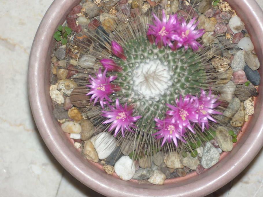 Mammillaria spinosissima cv. Un Pico