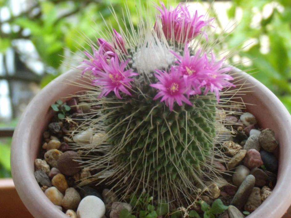 Mammillaria spinosissima cv. Un Pico