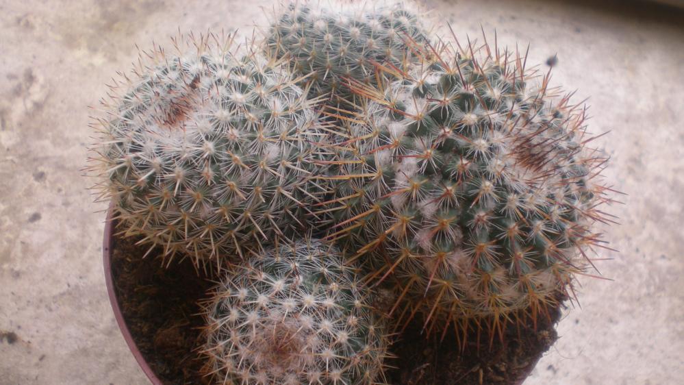 Mammillaria spinosissima giugno 2012