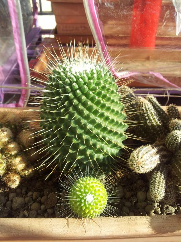 Mammillaria spinosissima un pico