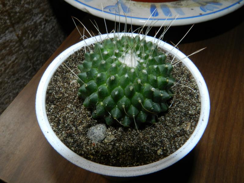 Mammillaria spinosissima 'un pico'